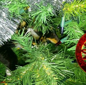 Meet your Posher, Deb